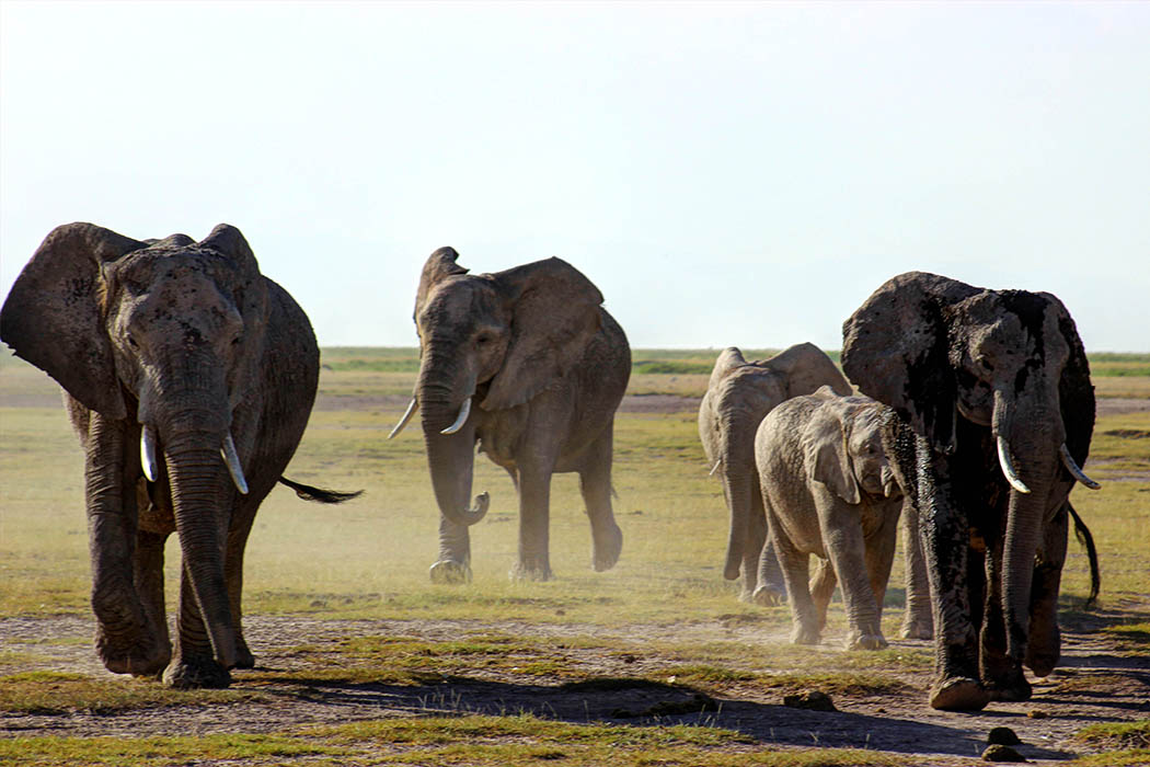 Elephants of Amboseli dust