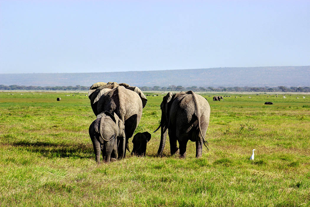 Elephants of Amboseli family