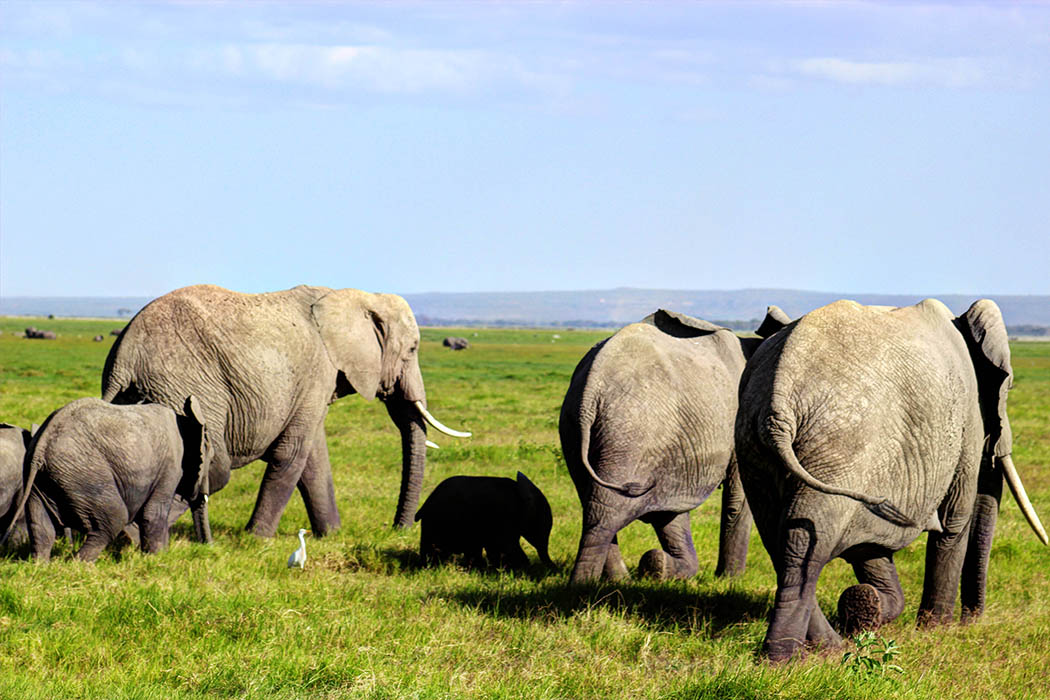 Elephants of Amboseli family1