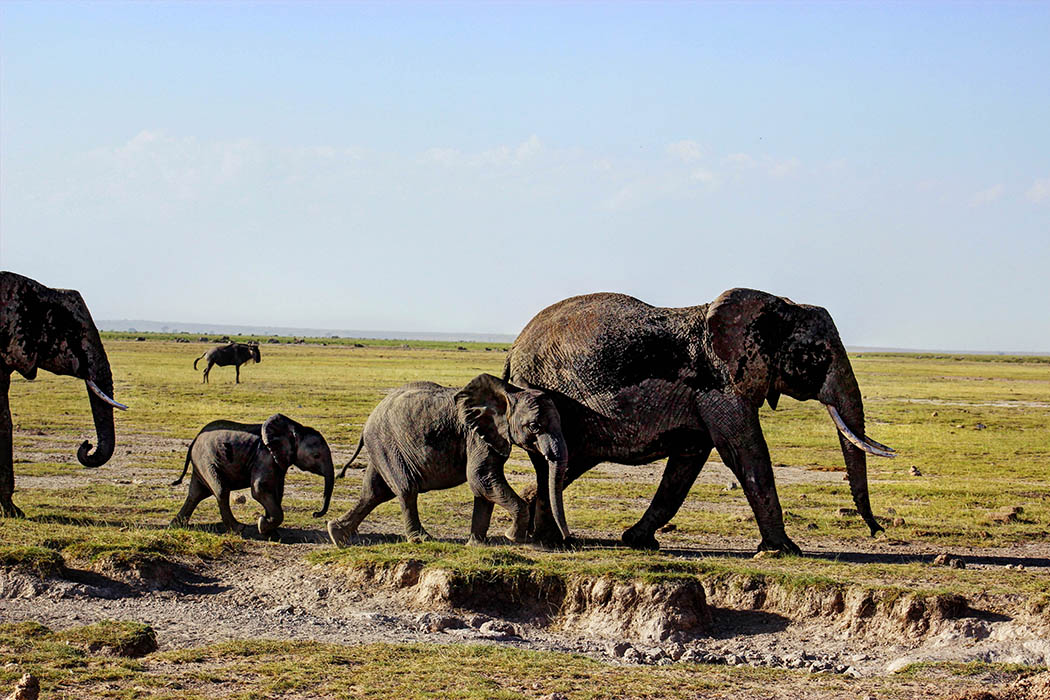 Elephants of Amboseli family2