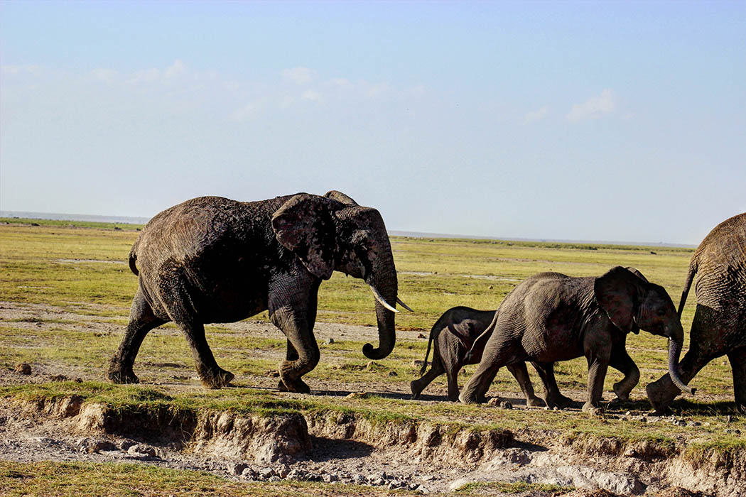 Elephants of Amboseli family3