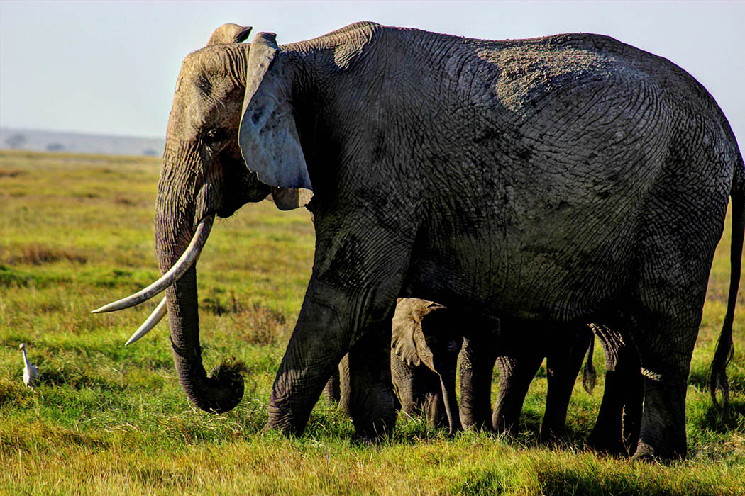 Elephants of Amboseli female with calf