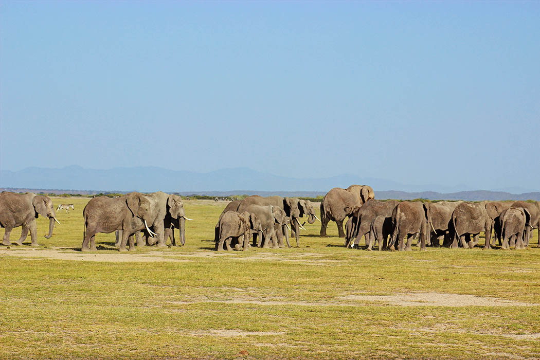 Elephants of Amboseli herd
