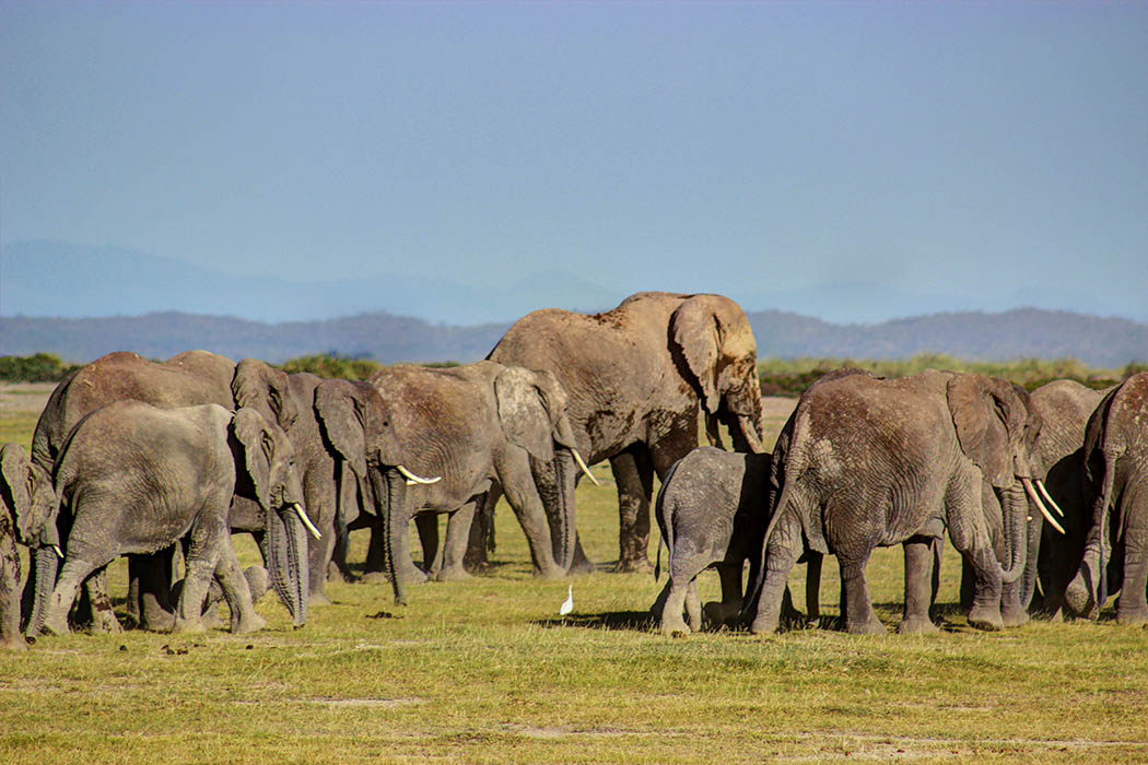 Elephants of Amboseli herd1