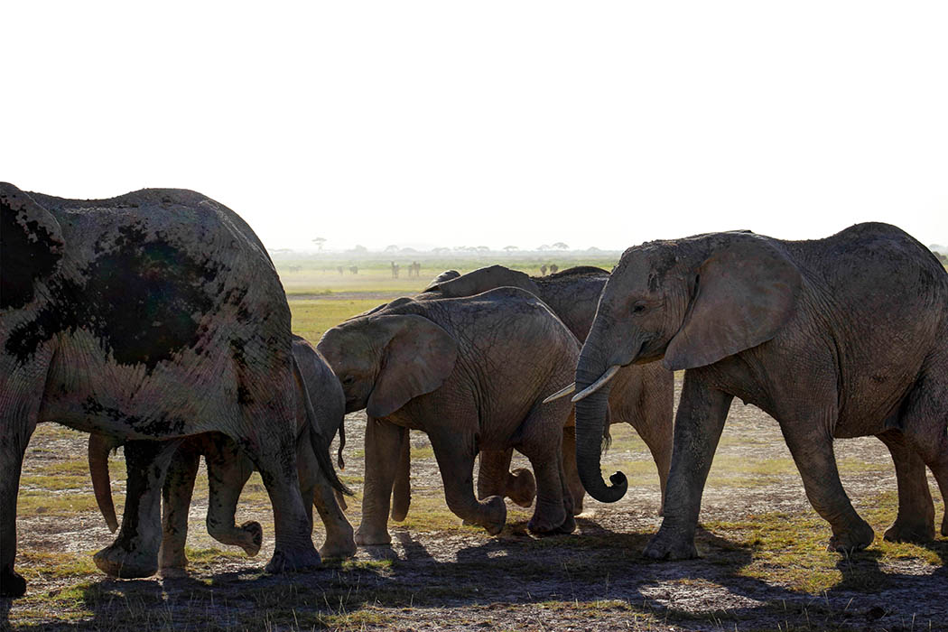 Elephants of Amboseli juveniles