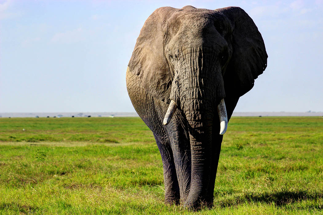 Elephants of Amboseli lone male