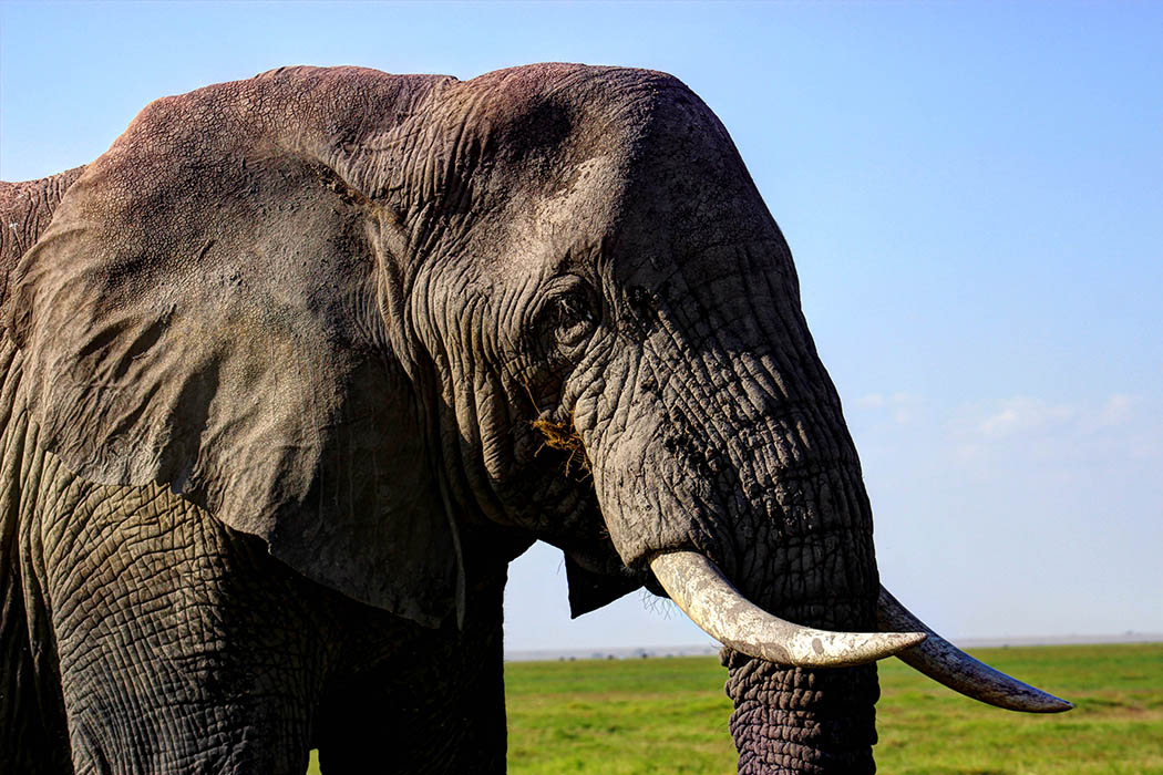 Elephants of Amboseli male (2)