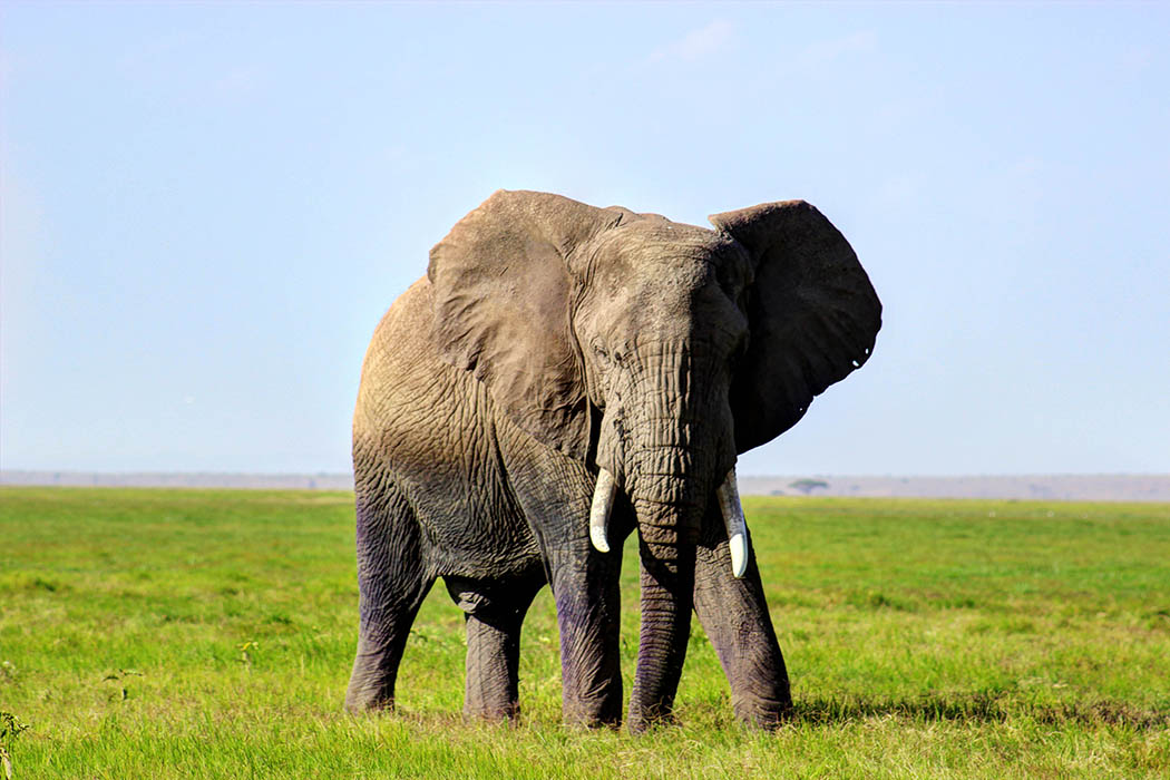 Elephants of Amboseli male