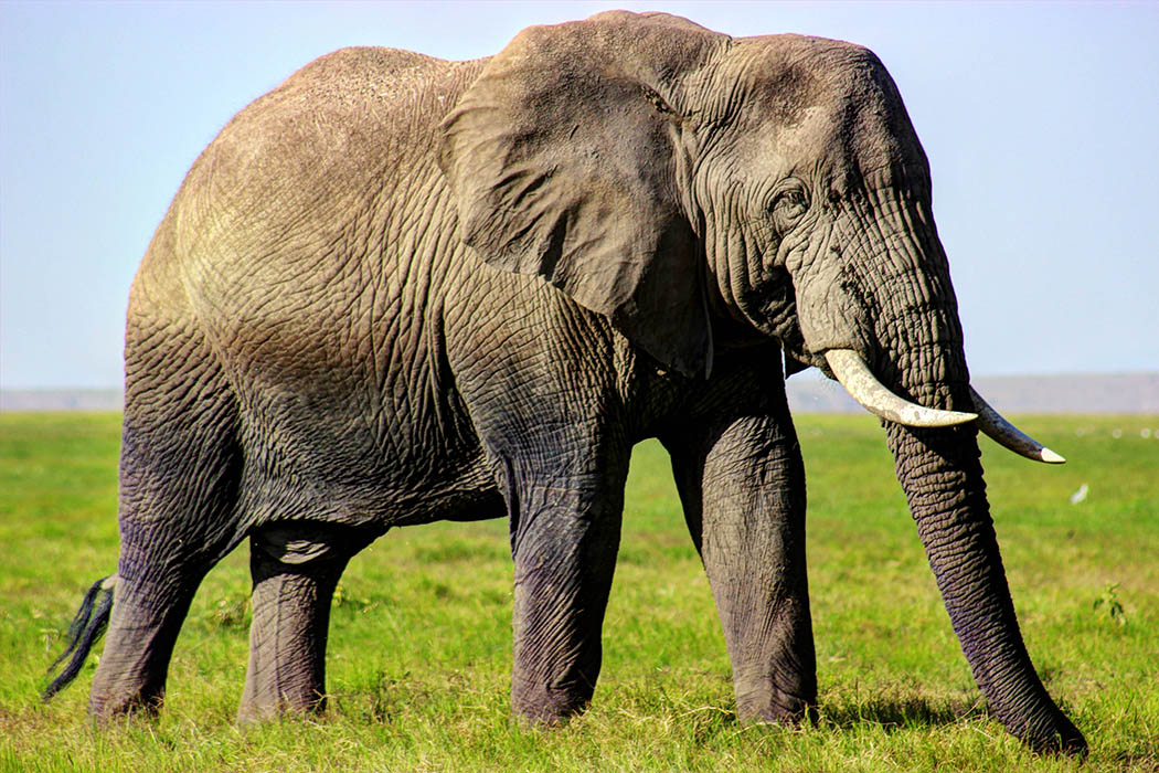 Elephants of Amboseli male1