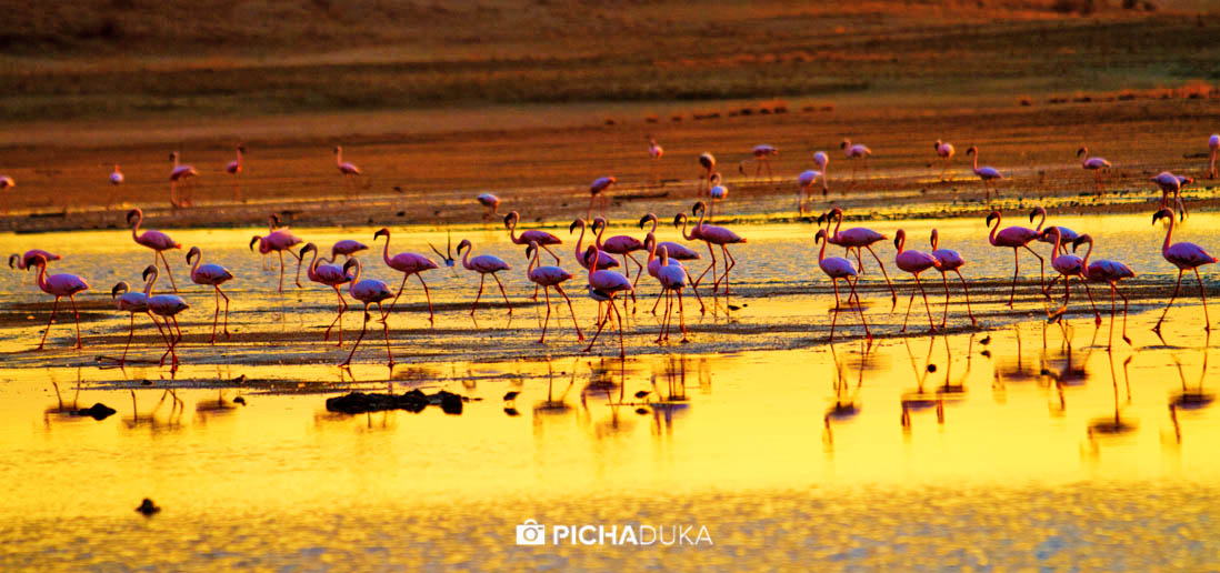 Mwangi_Kirubi_Magadi_Natron-15