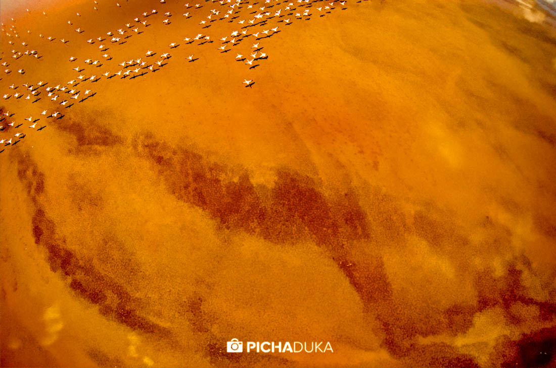 Flamingoes in flight over the silted Ewaso Nyiro Delta.