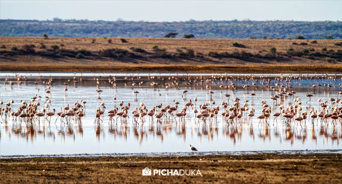 Mwangi_Kirubi_Magadi_Natron-8