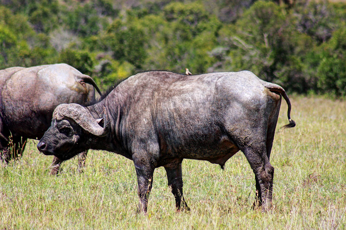 Ol Pejeta Conservancy_Buffalo