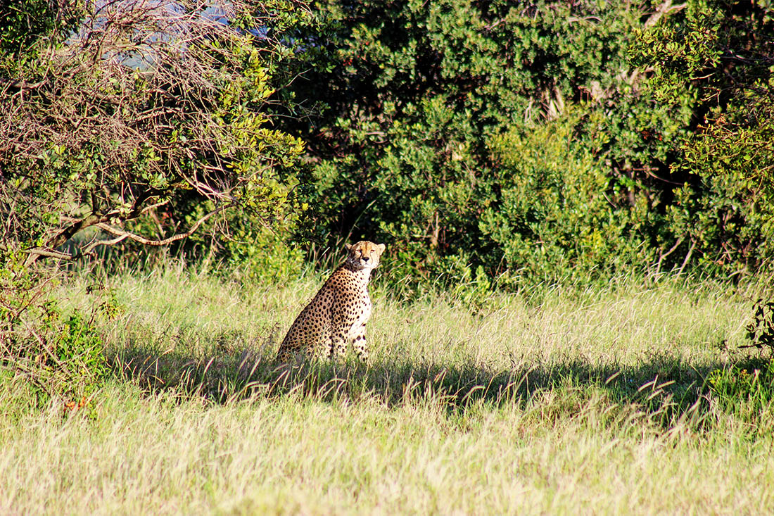 Ol Pejeta Conservancy_cheetah