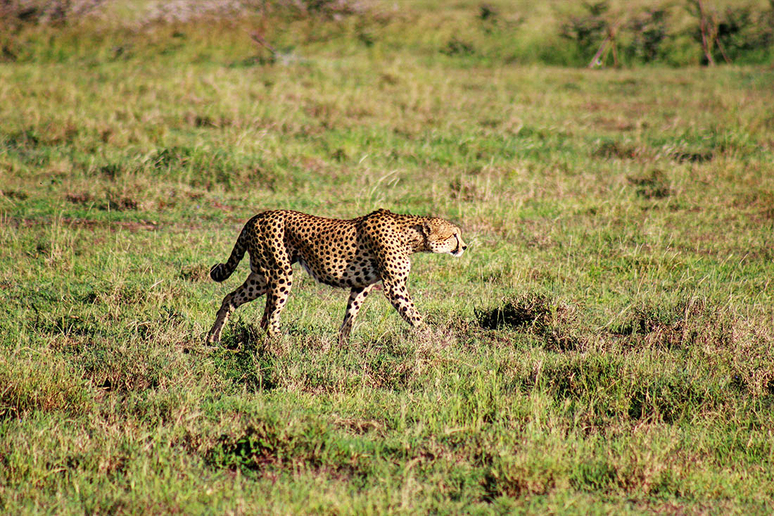 Ol Pejeta Conservancy_cheetah1