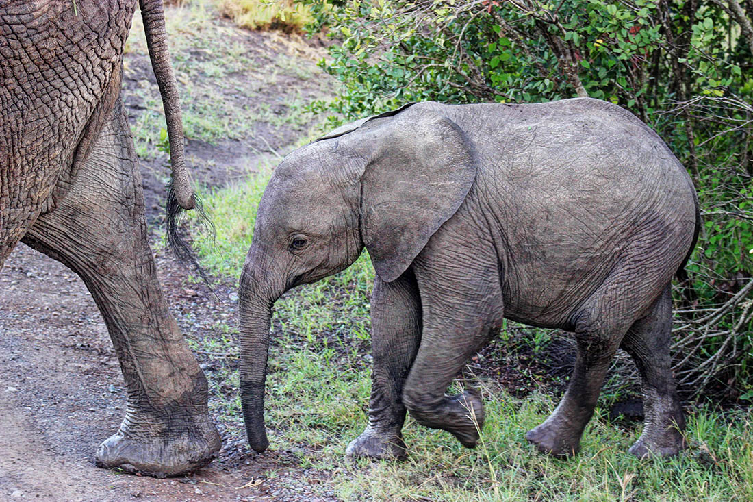 Ol Pejeta Conservancy_elephant calf
