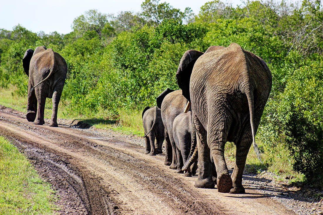 Ol Pejeta Conservancy_elephant family