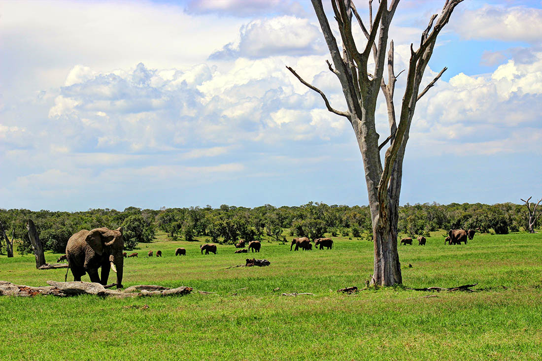 Ol Pejeta Conservancy_elephant