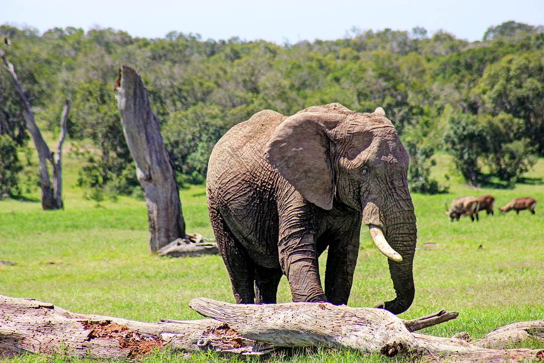 Ol Pejeta Conservancy_elephant2