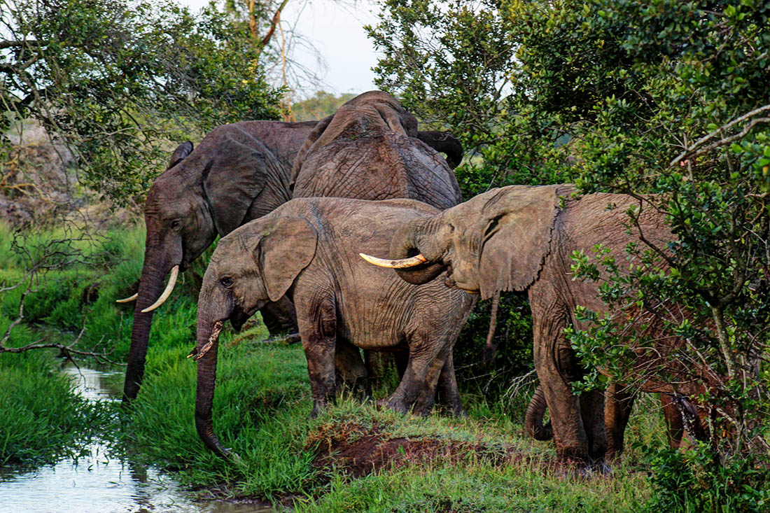 Ol Pejeta Conservancy_elephants drinking