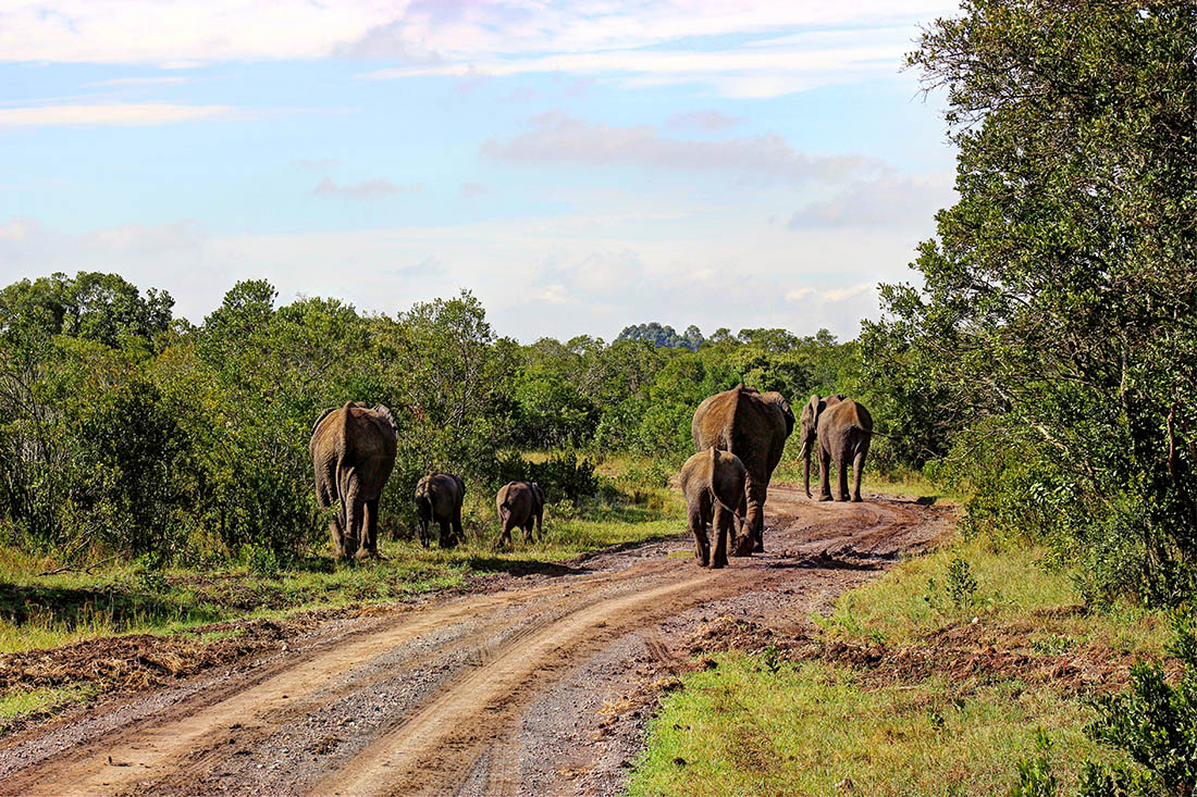 Ol Pejeta Conservancy_elephants on road1