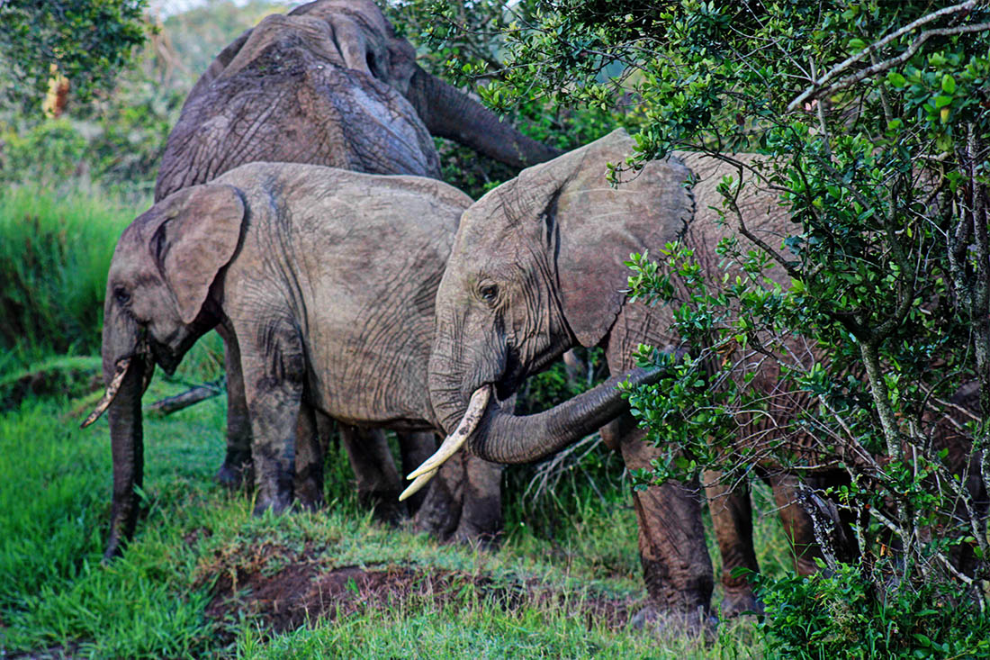 Ol Pejeta Conservancy_elephants