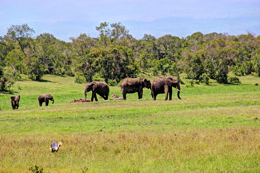 Ol Pejeta Conservancy_elephants1