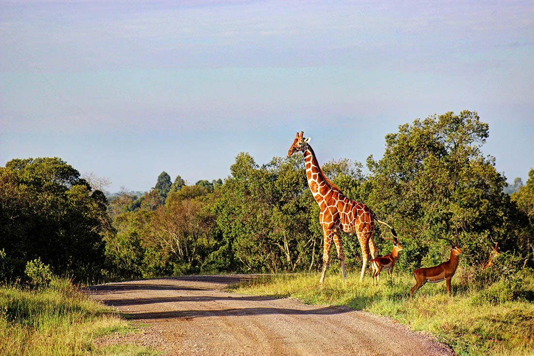 Ol Pejeta Conservancy_giraffe1
