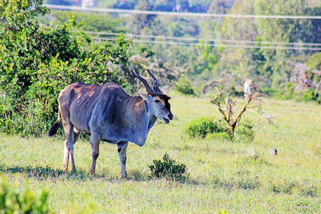 Ol Pejeta Conservancy_greater kudu