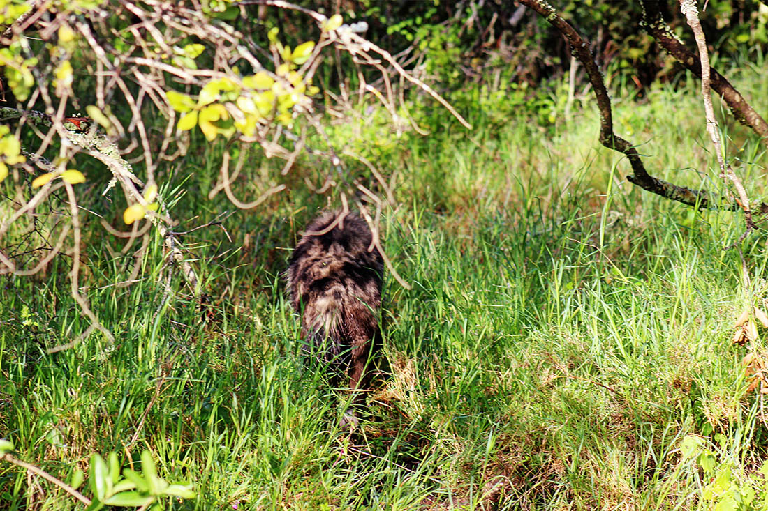 Ol Pejeta Conservancy_hyena