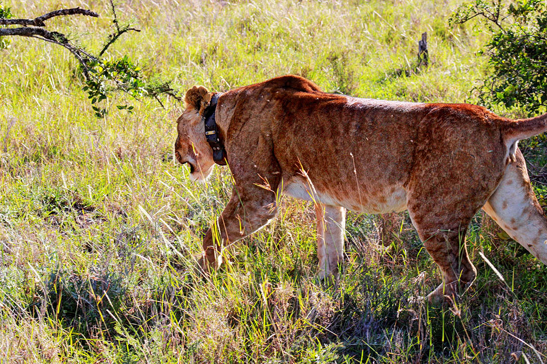 Ol Pejeta Conservancy_lioness