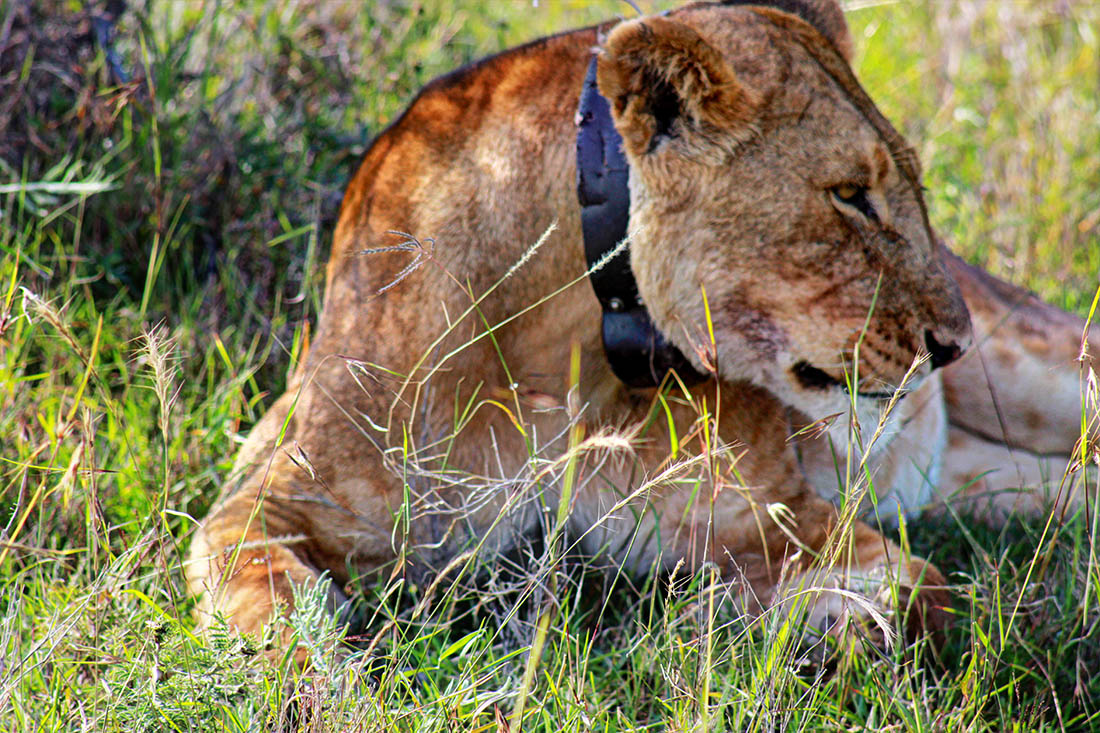 Ol Pejeta Conservancy_lioness1