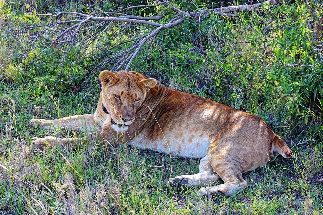 Ol Pejeta Conservancy_lioness2