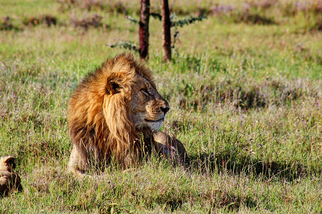 Ol Pejeta Conservancy_mating lions1