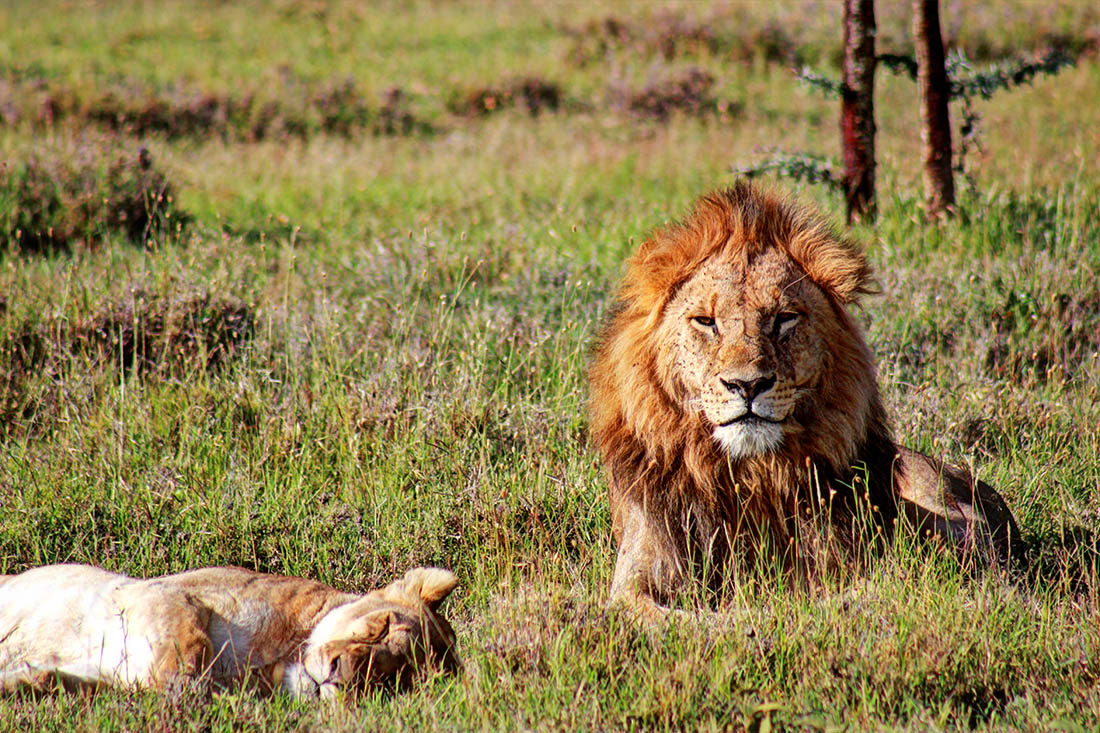 Ol Pejeta Conservancy_mating lions2
