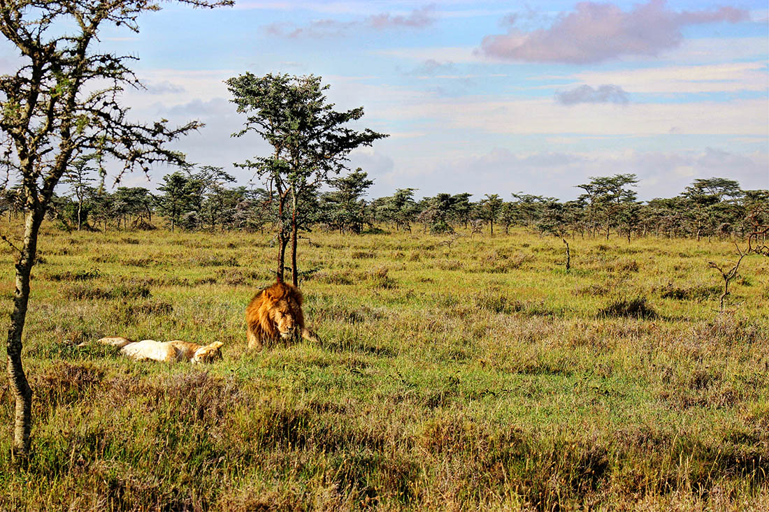 Ol Pejeta Conservancy_mating lions3