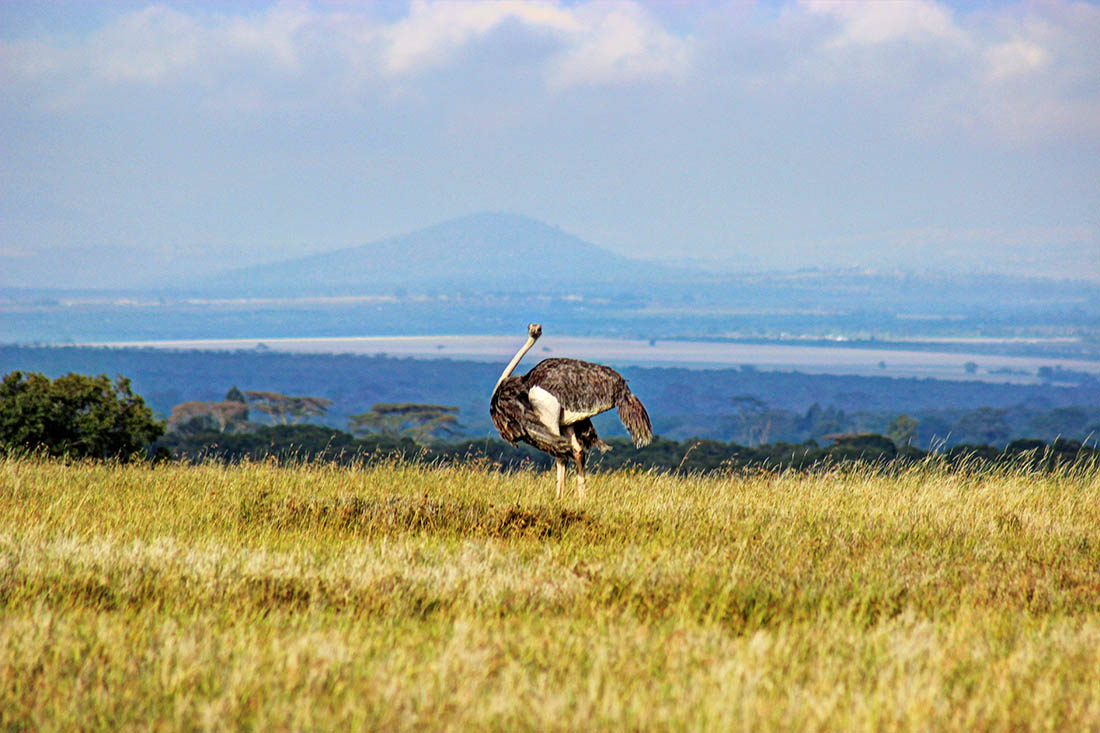Ol Pejeta Conservancy_ostrich