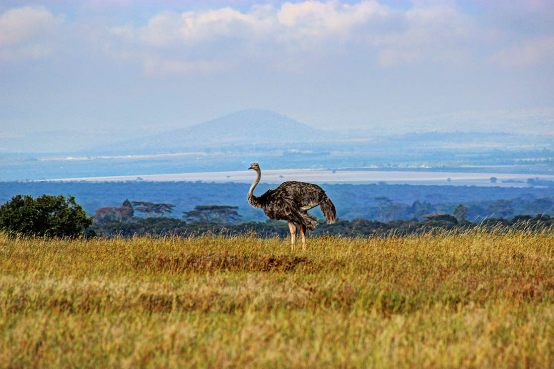 Ol Pejeta Conservancy_ostrich1