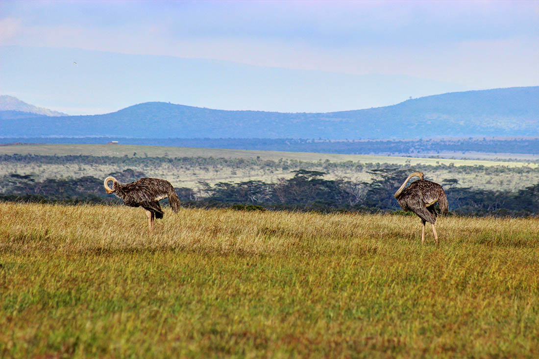 Ol Pejeta Conservancy_ostriches