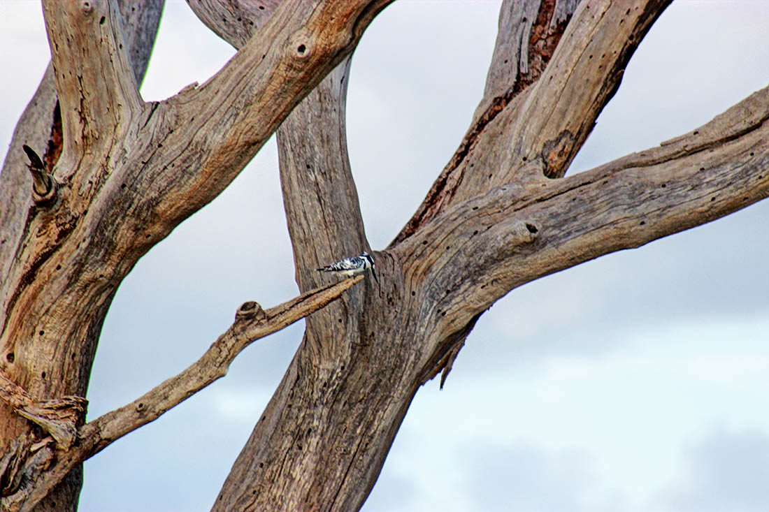 Ol Pejeta Conservancy_pied kingfisher