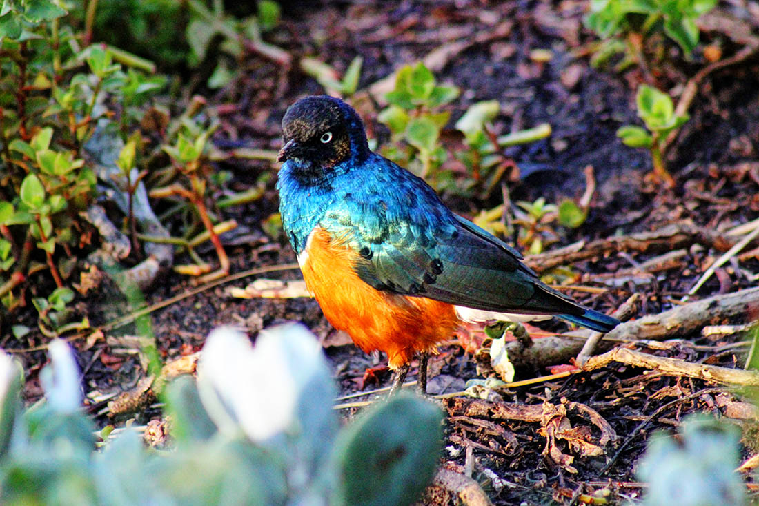 Ol Pejeta Conservancy_superb starling