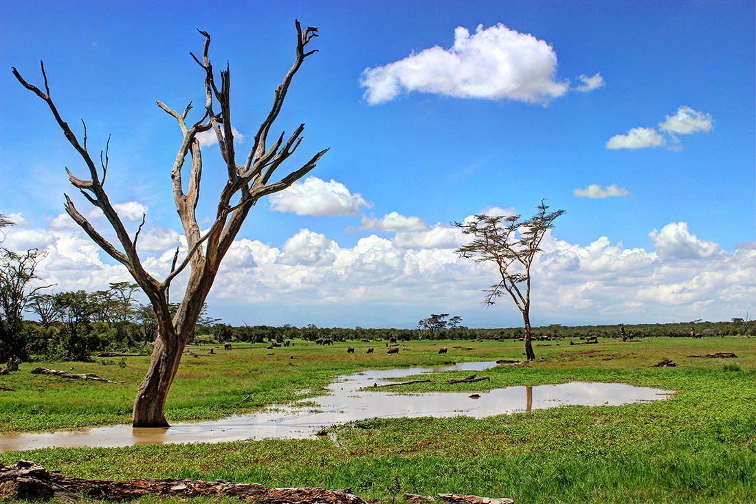 Ol Pejeta Conservancy_trees