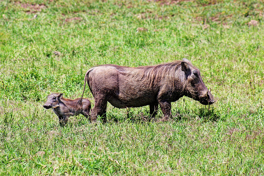 Ol Pejeta Conservancy_warthogs