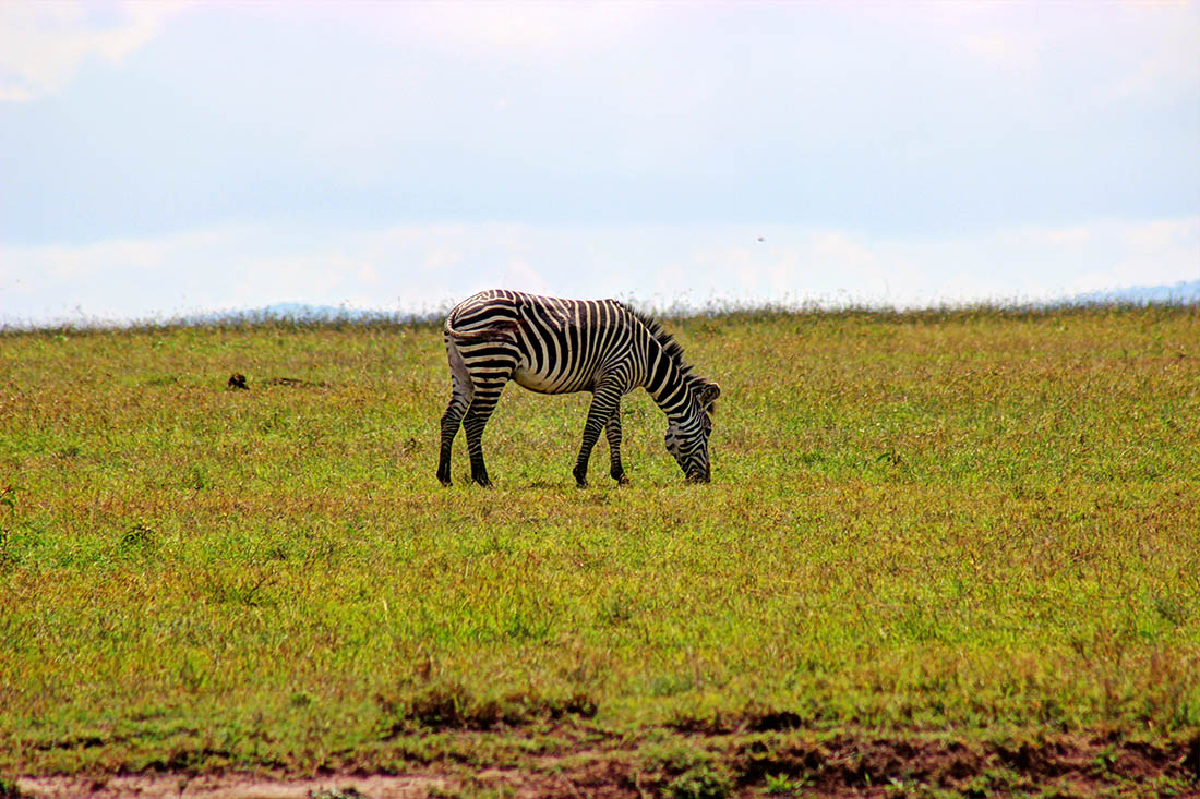 Ol Pejeta Conservancy_zebra