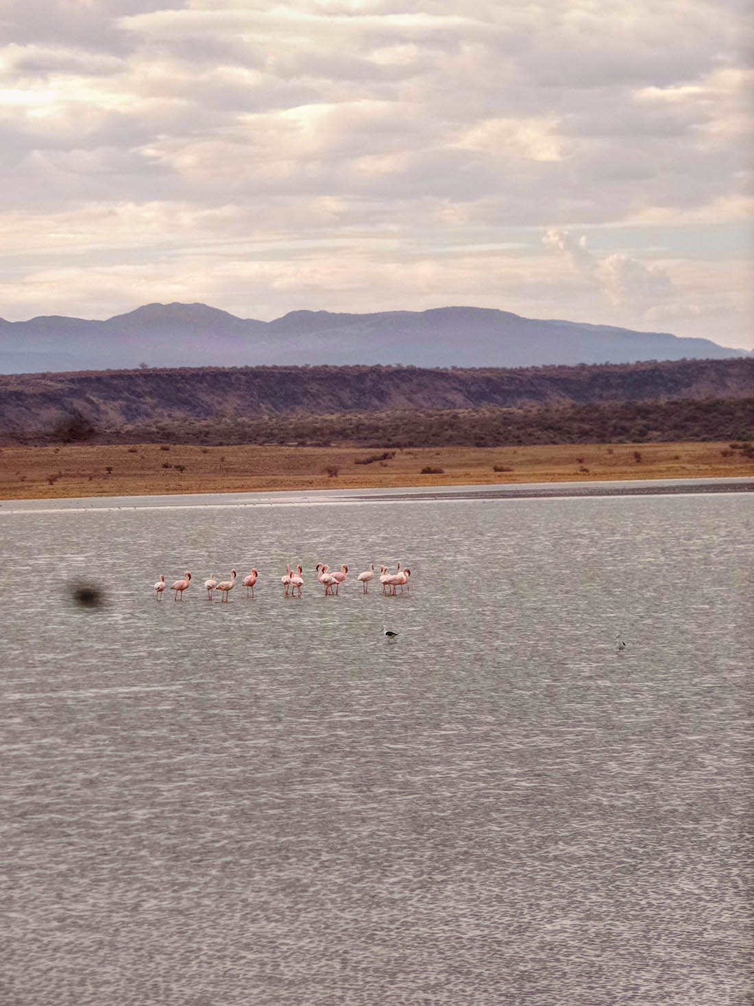 Lake Magadi_Flamingoes