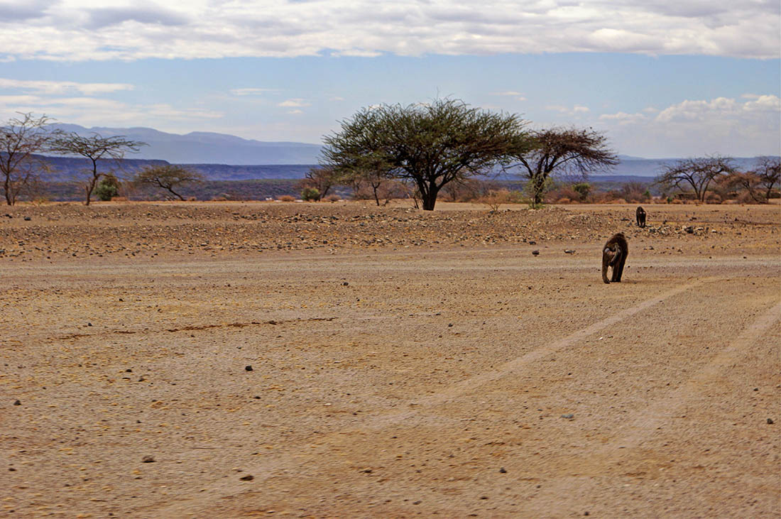 Lake Magadi_baboons