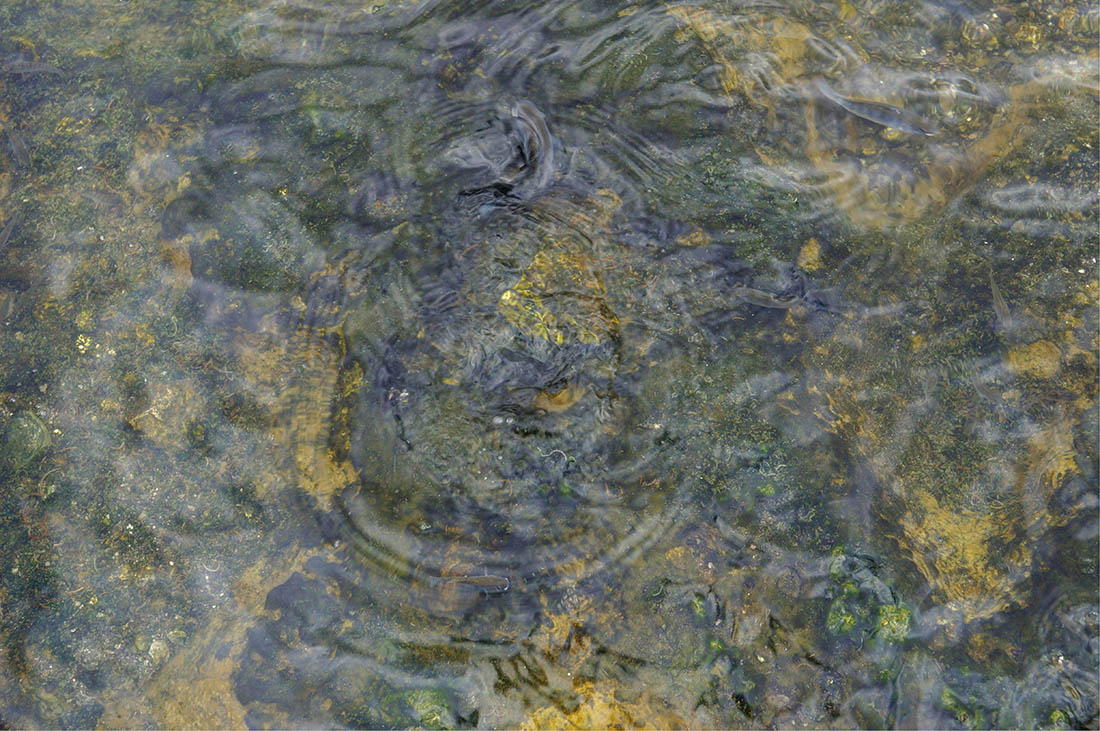 Lake Magadi_fish