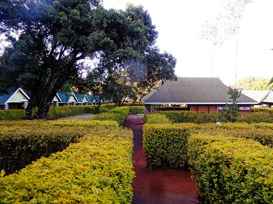 Rhino Camp_Bushes