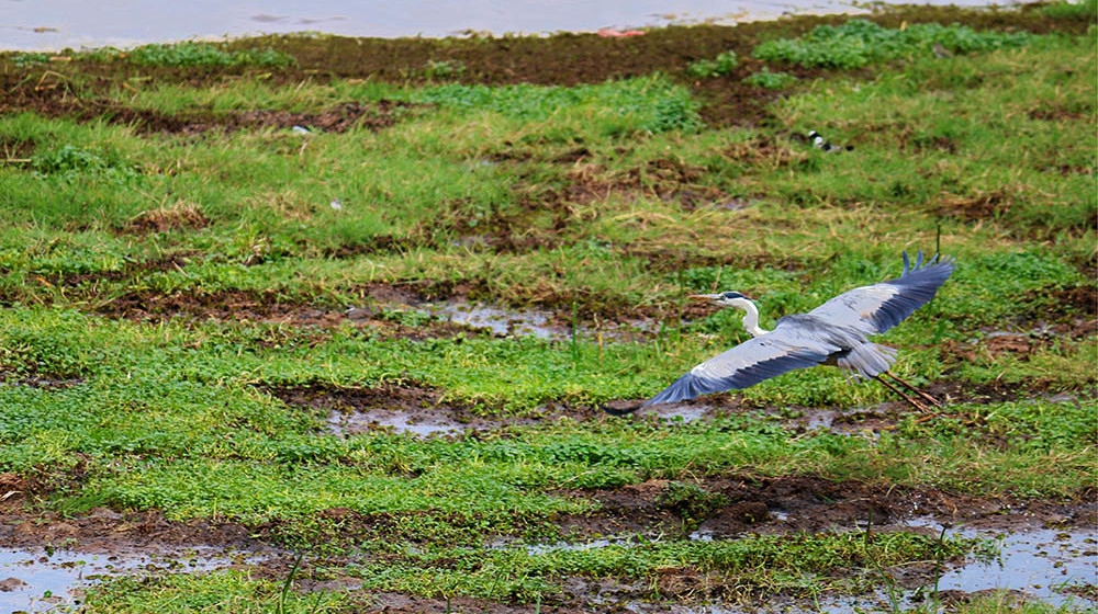 Lake Olbolossat_Bird in flight