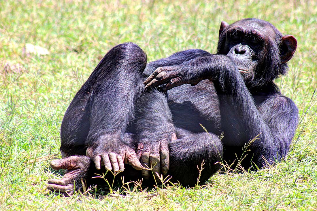 Sweetwaters Chimpanzee Sanctuary_Mary